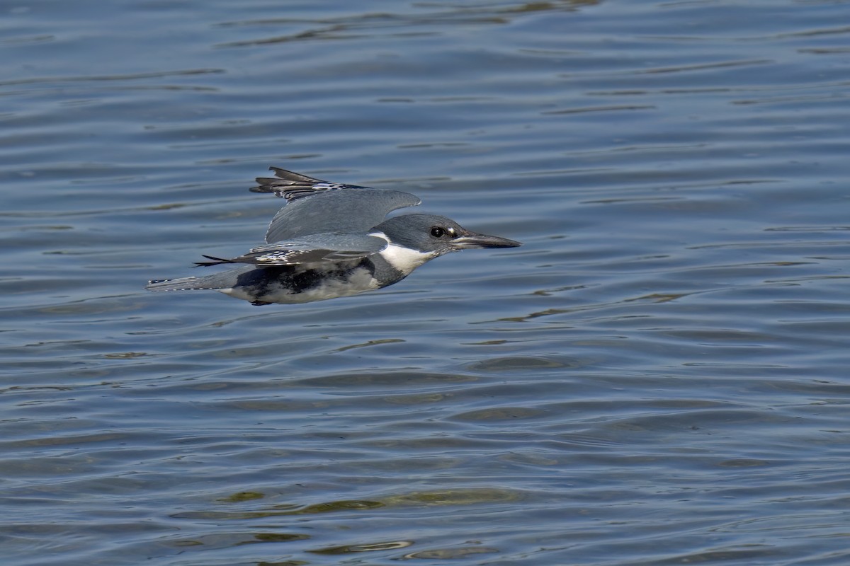 Belted Kingfisher - ML633838251