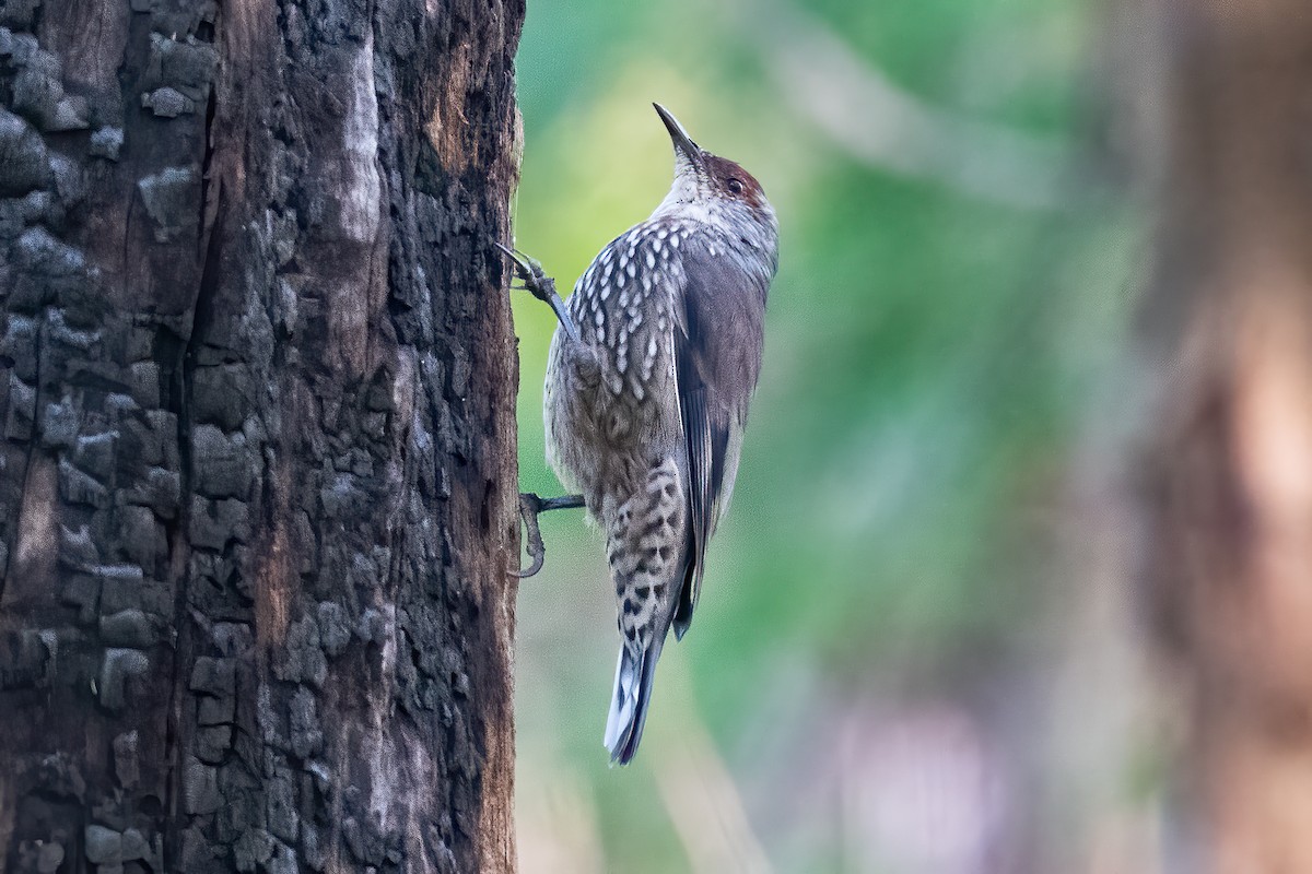 Red-browed Treecreeper - ML633838323