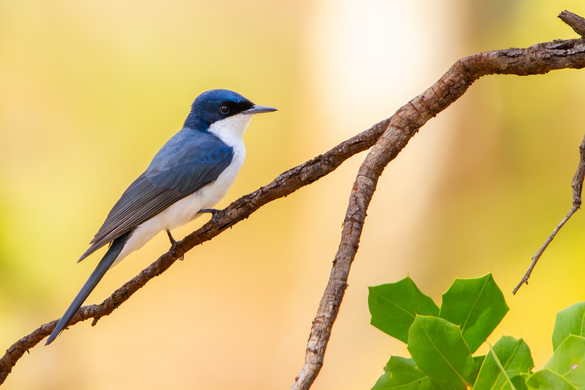 Restless Flycatcher - ML633838448