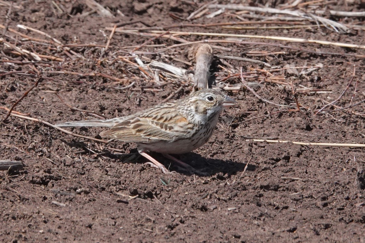Vesper Sparrow - ML633838537