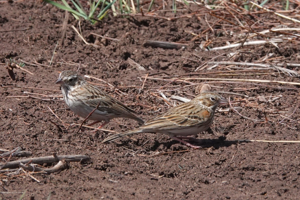 Vesper Sparrow - ML633838538