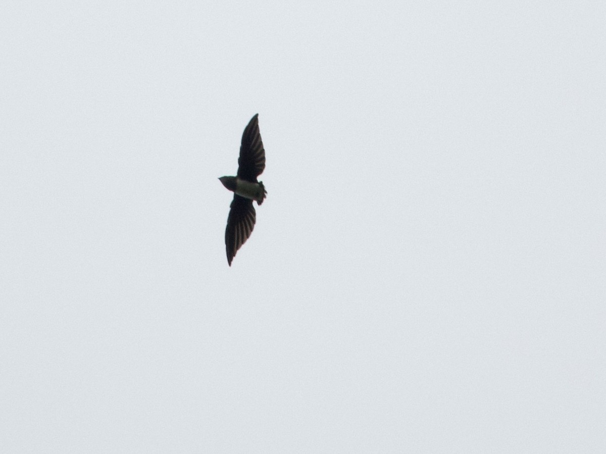 Cassin's Spinetail - ML633838541