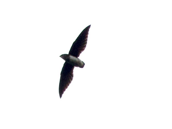 Cassin's Spinetail - ML633838544
