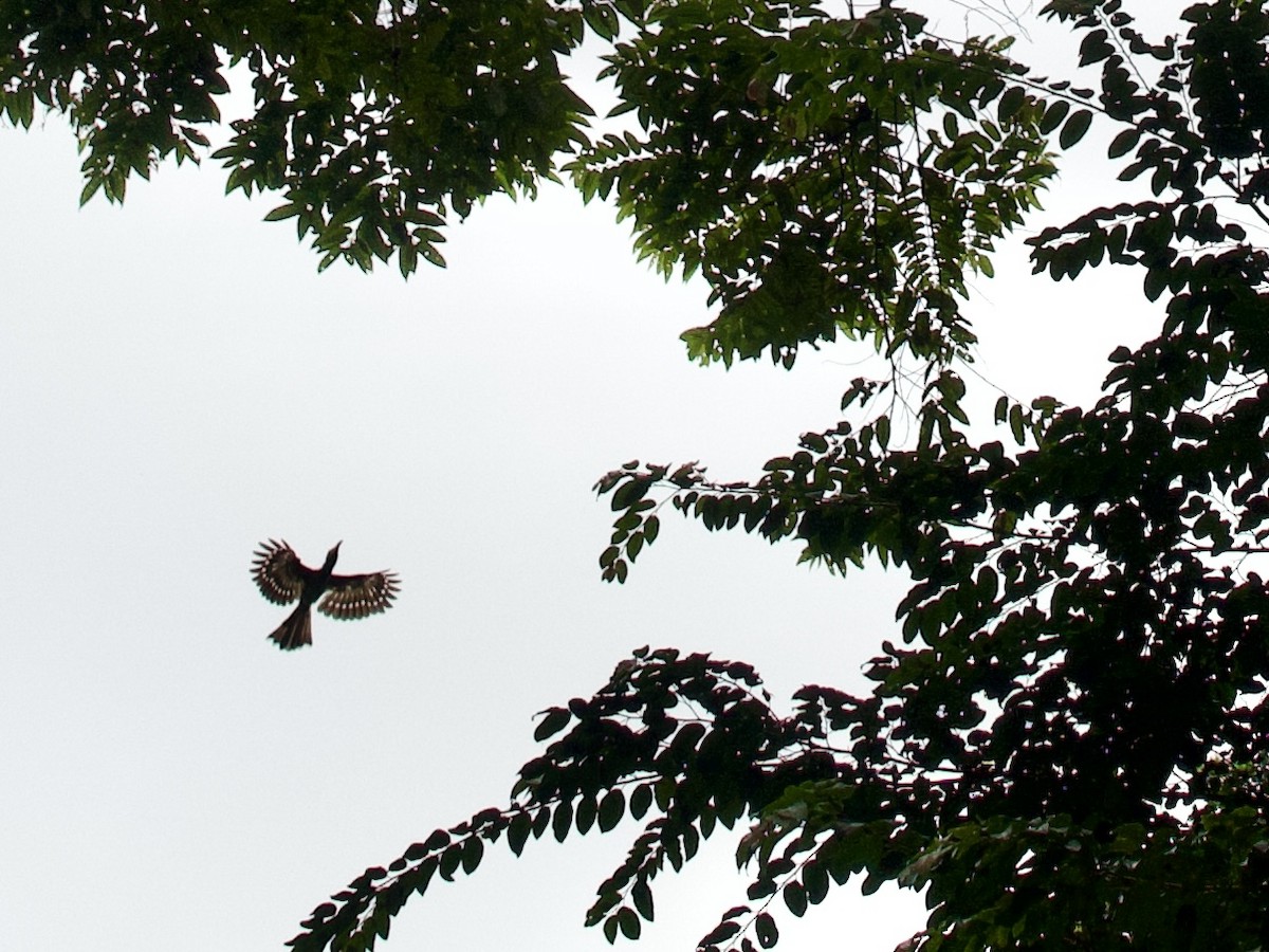 Red-billed Dwarf Hornbill - ML633838547