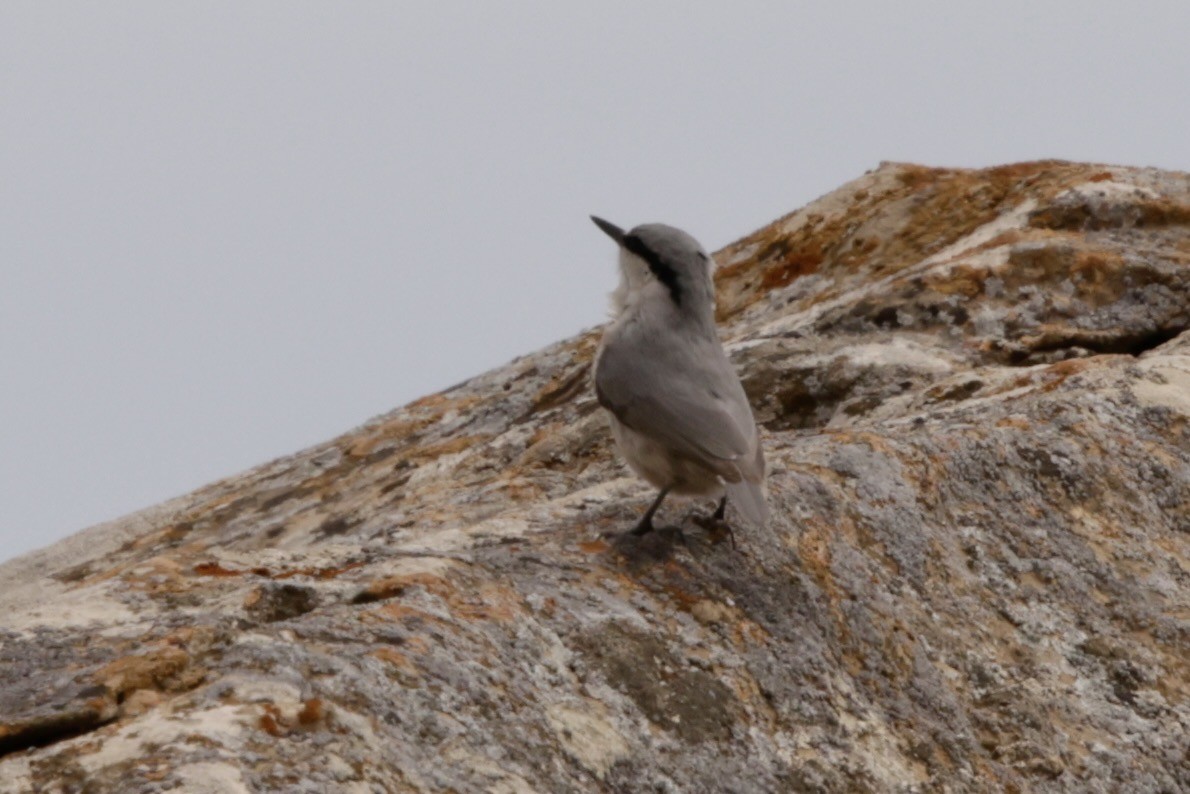 Western Rock Nuthatch - ML633838573