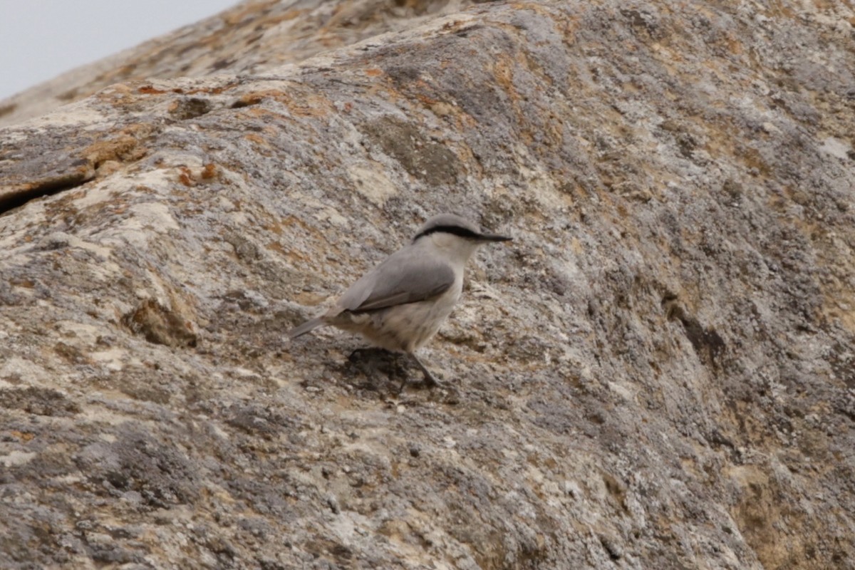 Western Rock Nuthatch - ML633838574