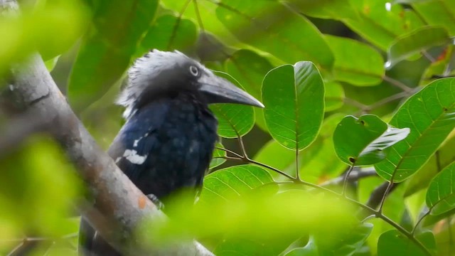 Eastern Long-tailed Hornbill - ML633838646