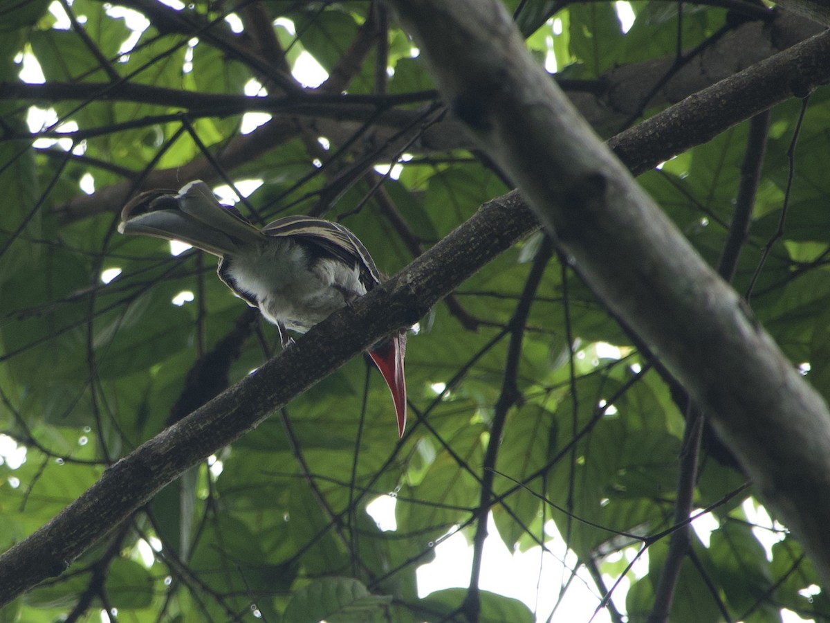 Red-billed Dwarf Hornbill - ML633838657