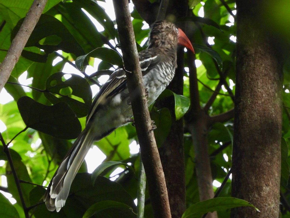 Red-billed Dwarf Hornbill - ML633838662