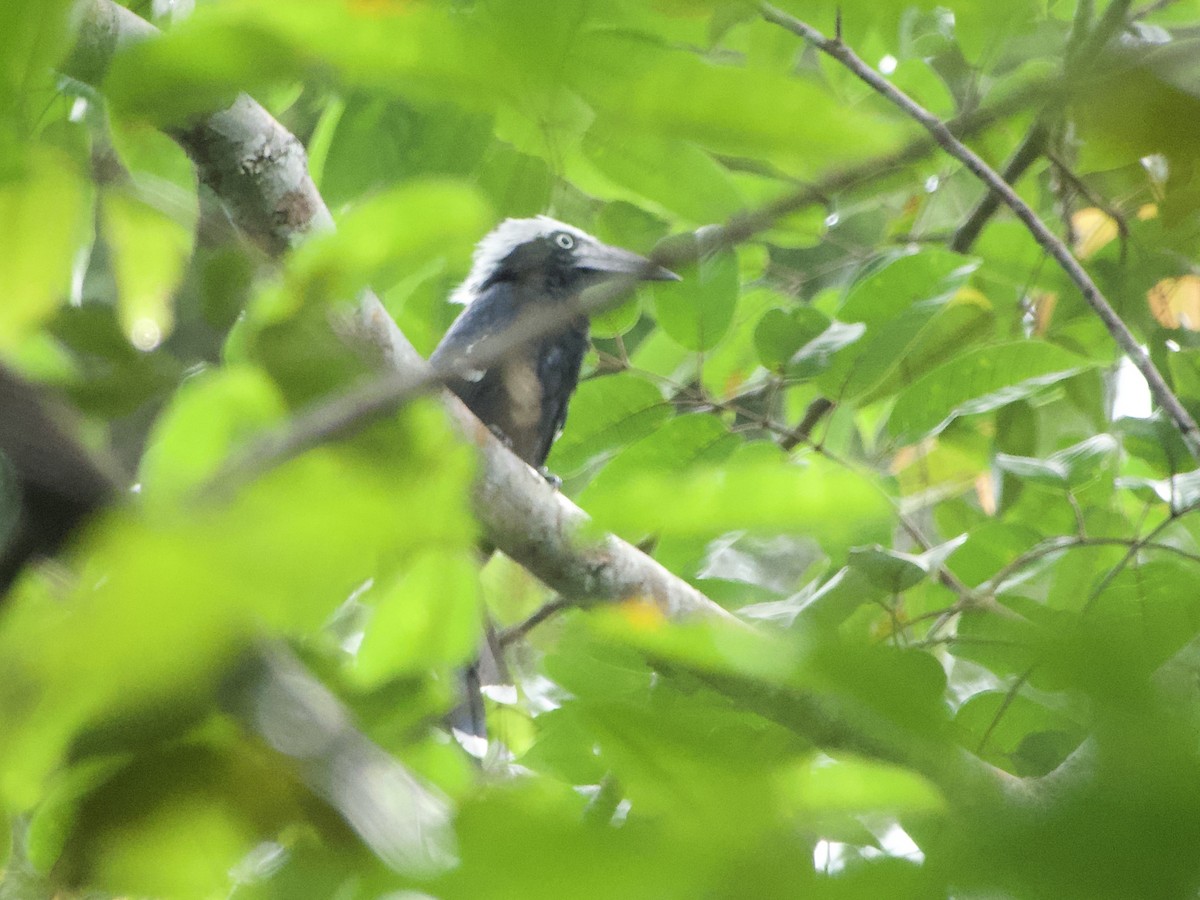 Eastern Long-tailed Hornbill - ML633838666