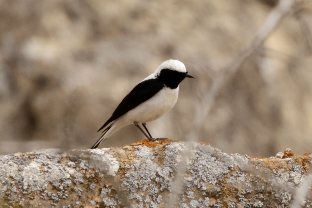 Finsch's Wheatear - ML633838776