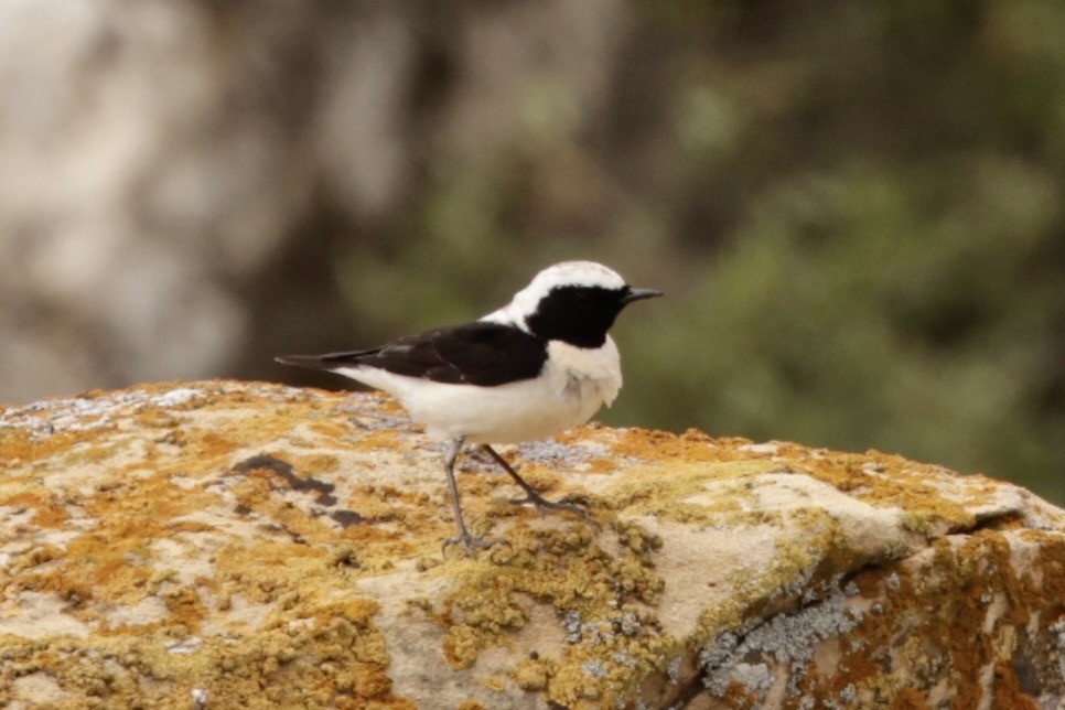 Finsch's Wheatear - ML633838777