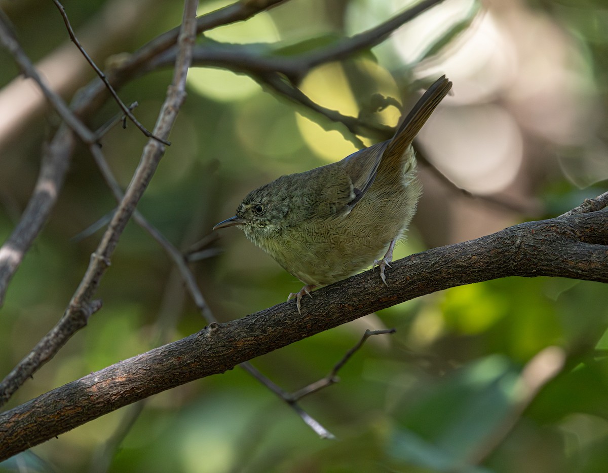 White-browed Scrubwren (White-browed) - ML633838778