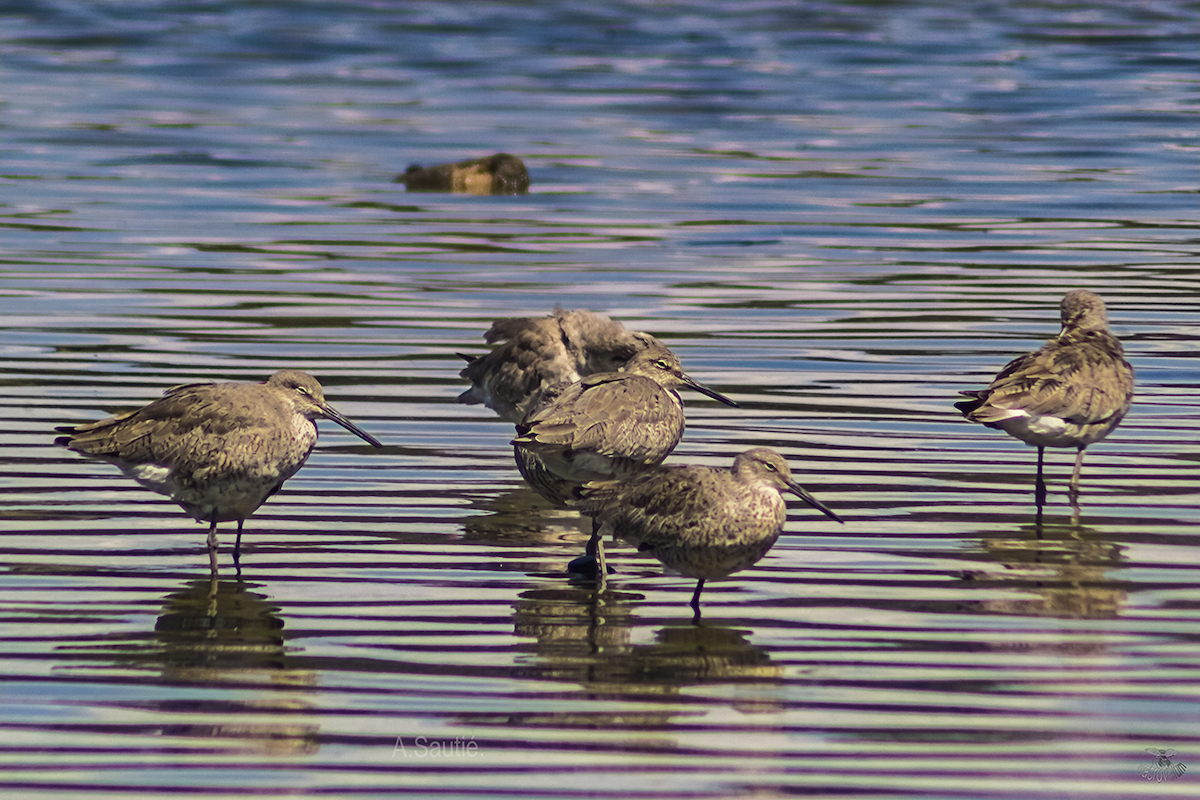 Calidris sp. (peep sp.) - ML633838922