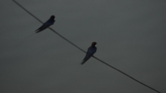Wire-tailed Swallow - ML633839179