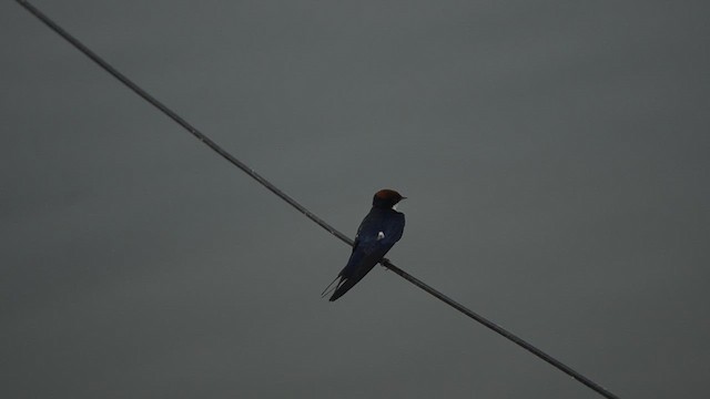 Wire-tailed Swallow - ML633839180