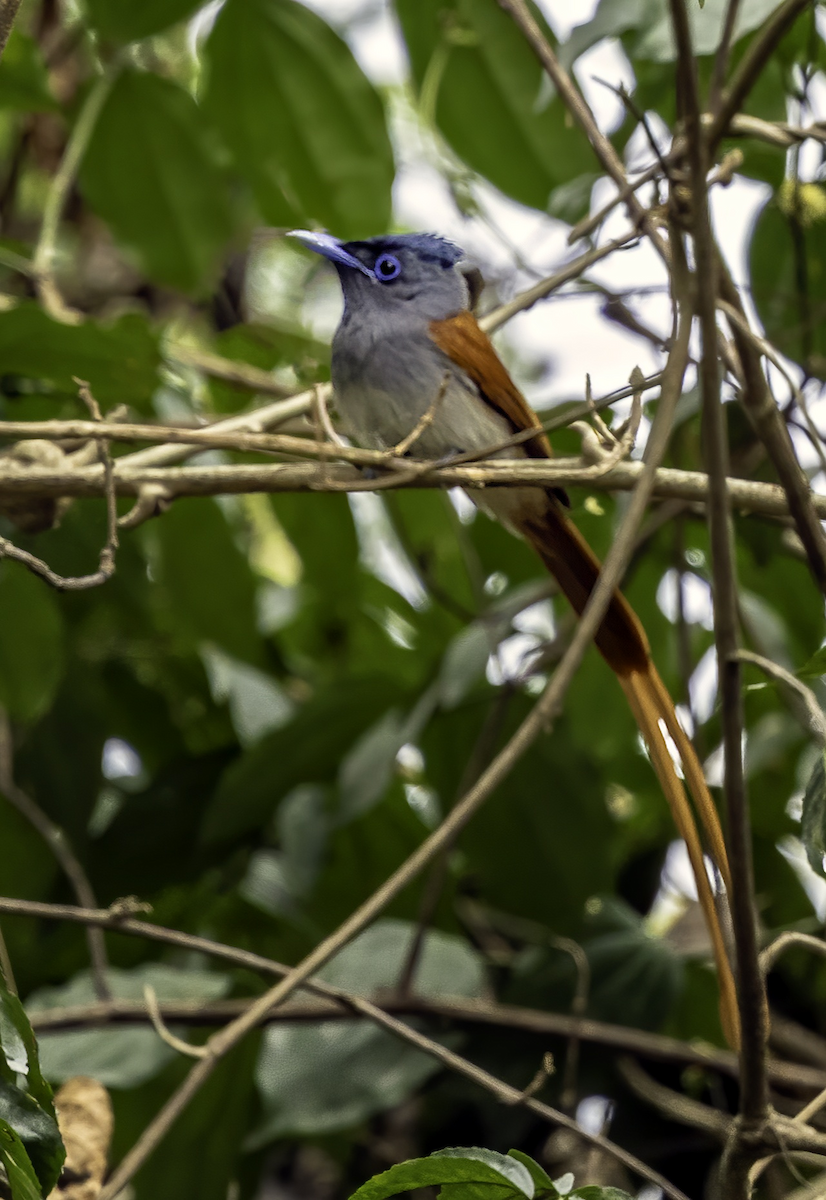 Blyth's Paradise-Flycatcher - ML633839243