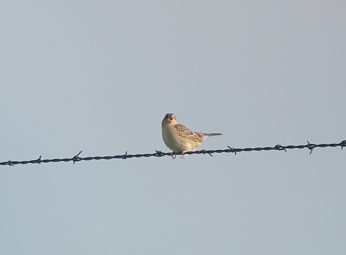 Grasshopper Sparrow - ML633839248