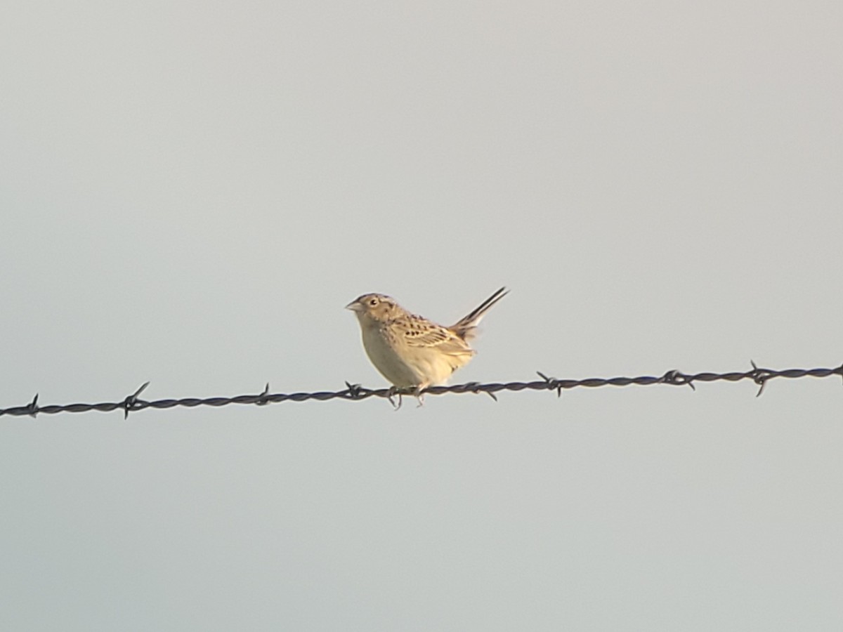 Grasshopper Sparrow - ML633839249