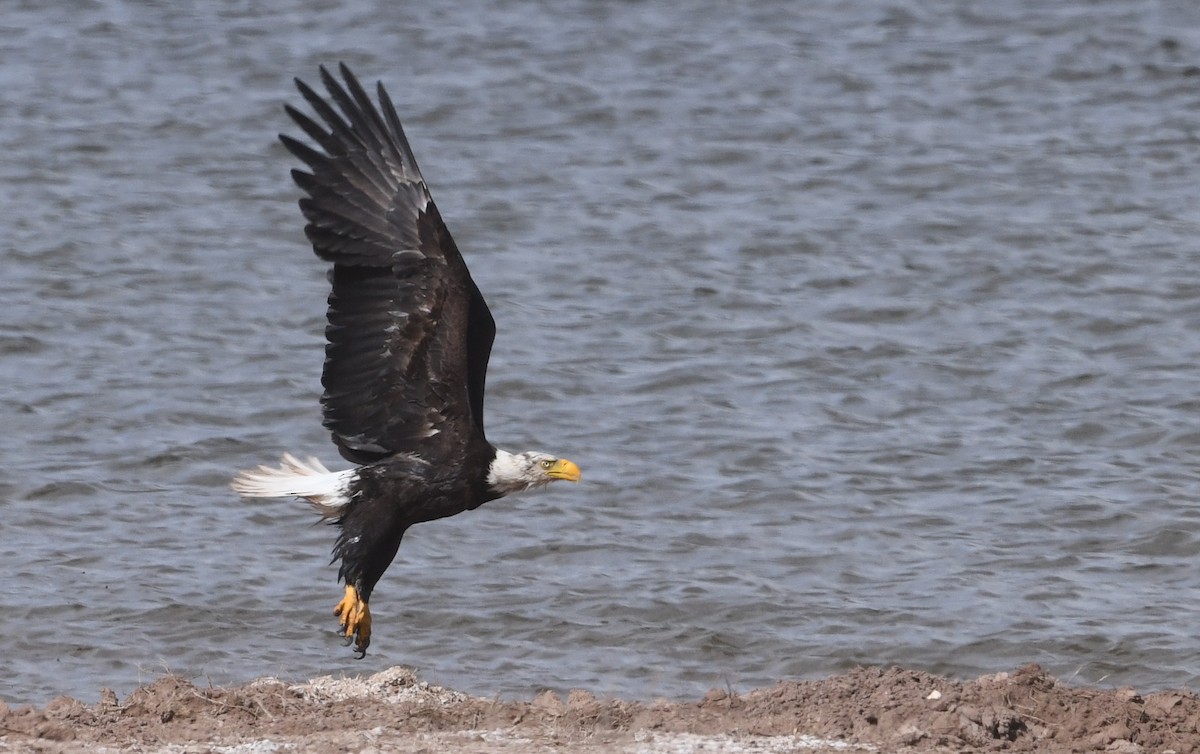 Bald Eagle - ML633839405