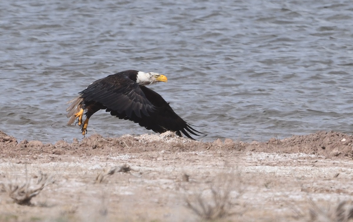 Bald Eagle - ML633839480
