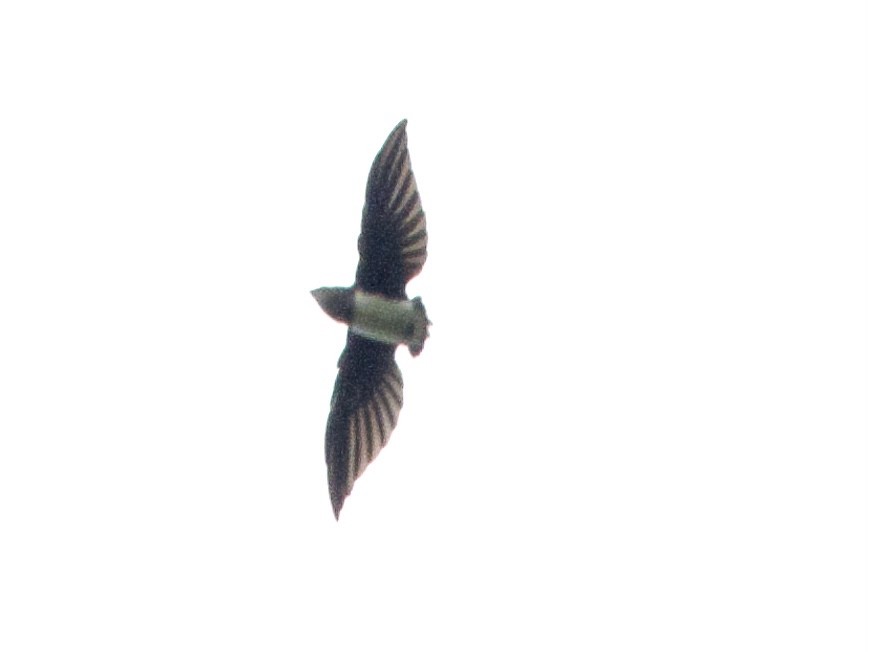 Cassin's Spinetail - ML633839547