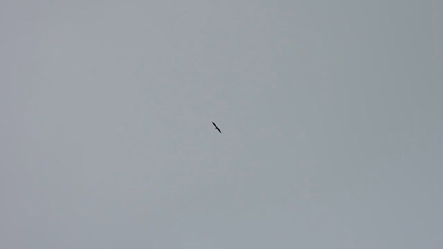 Cassin's Spinetail - ML633839563