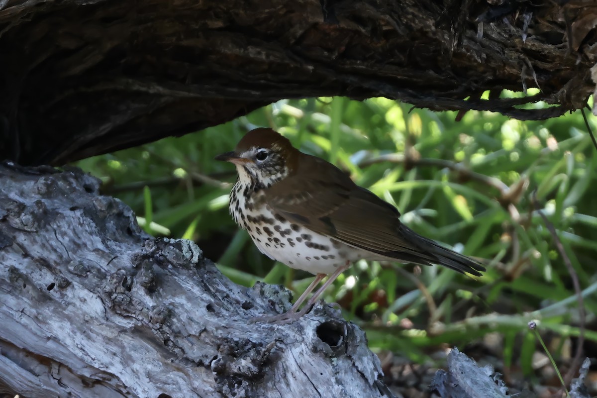 Wood Thrush - ML633839593