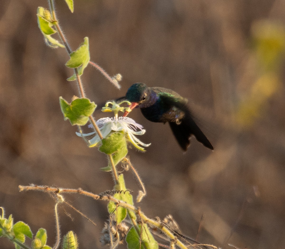 Turquoise-crowned Hummingbird - ML633839641