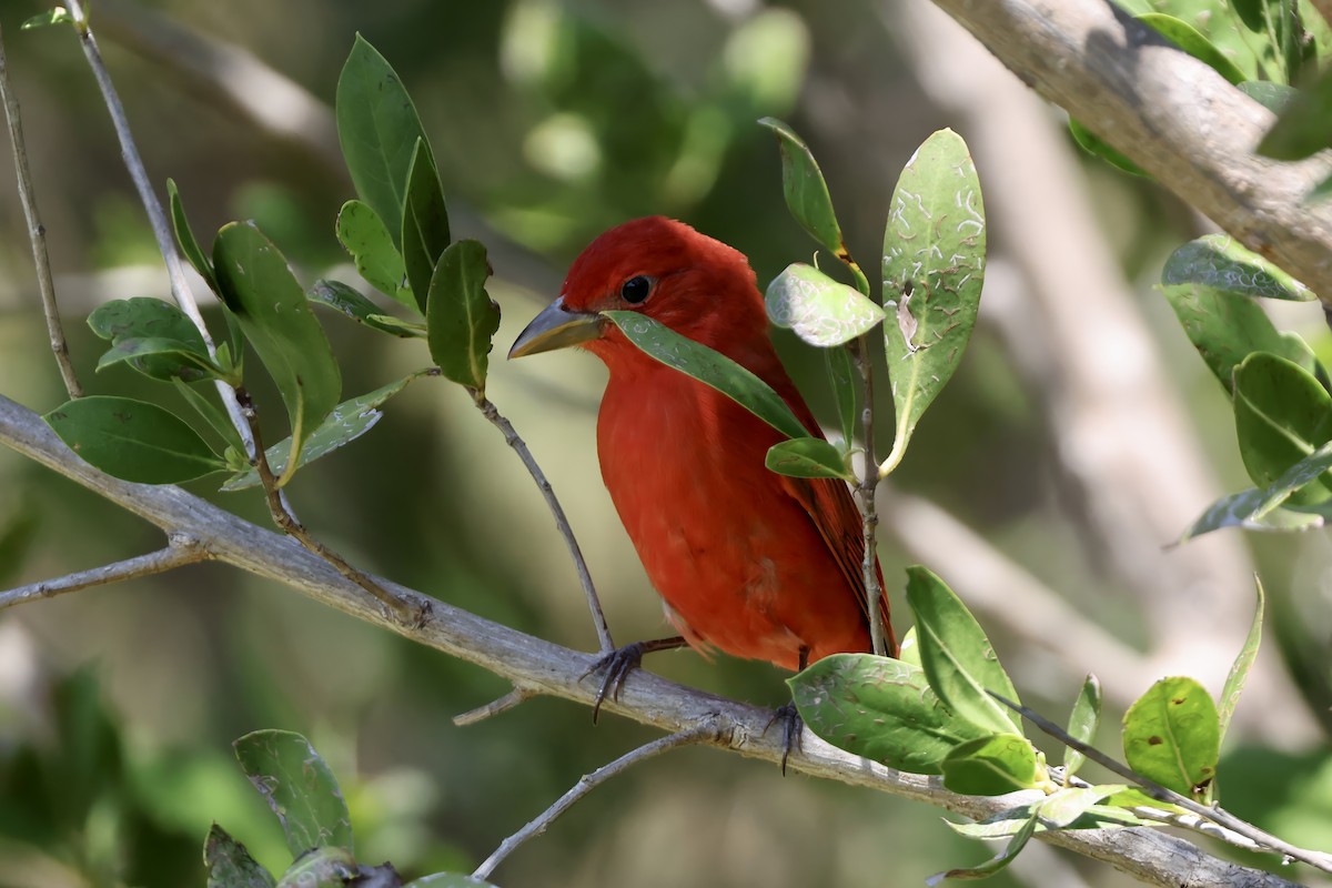 Summer Tanager - ML633839757