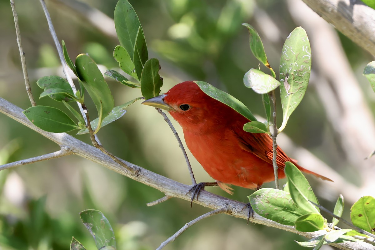 Summer Tanager - ML633839792