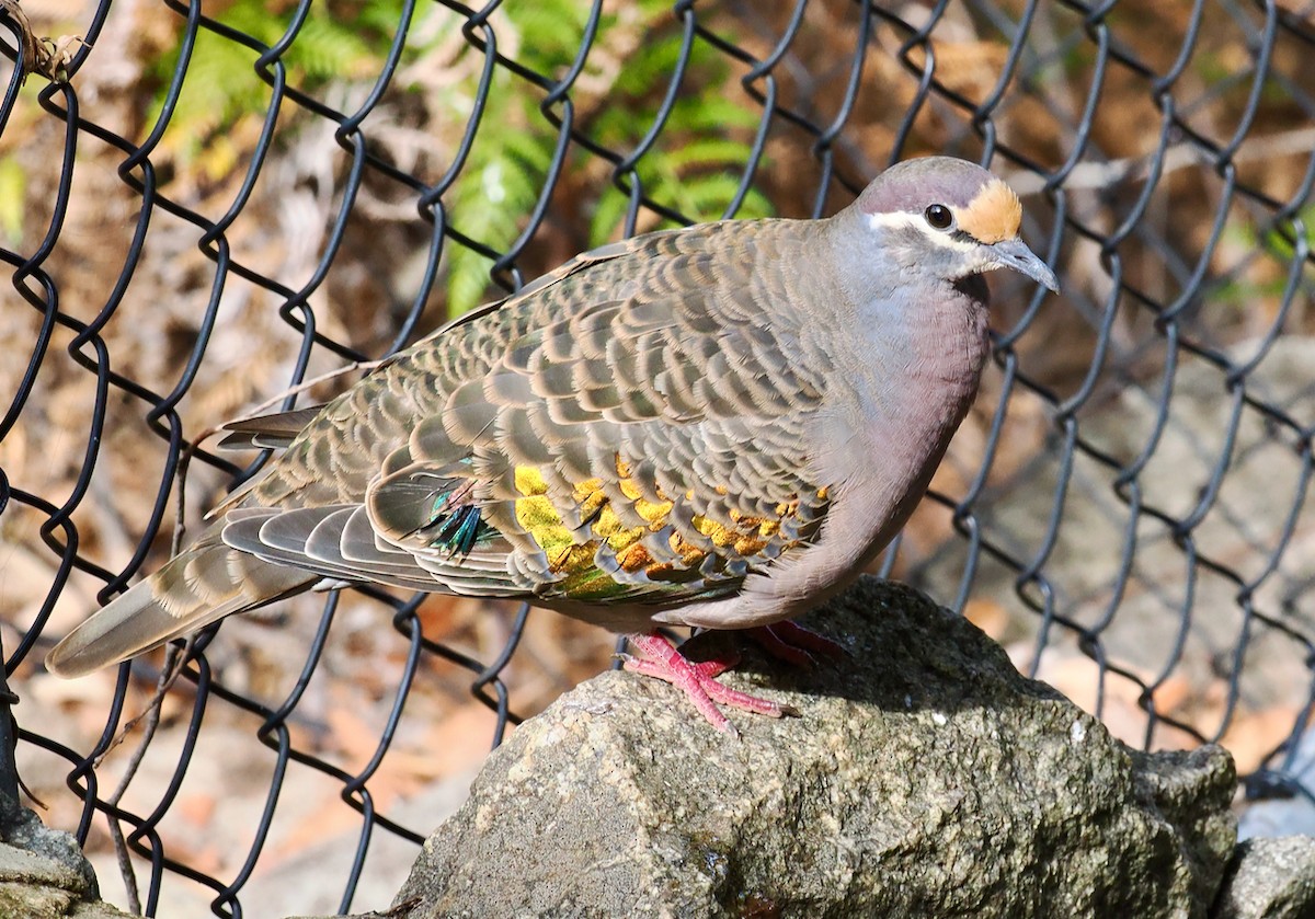 Common Bronzewing - ML633839799