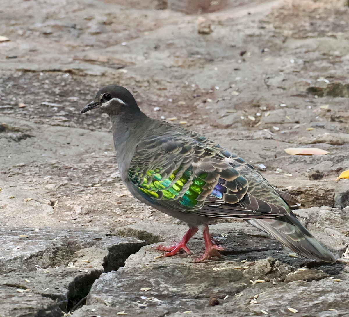 Common Bronzewing - ML633839800