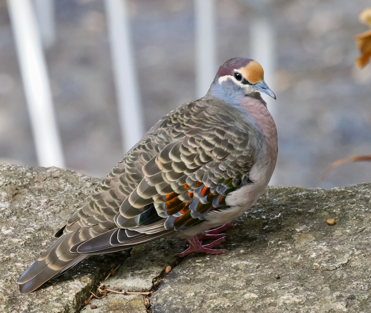 Common Bronzewing - ML633839801