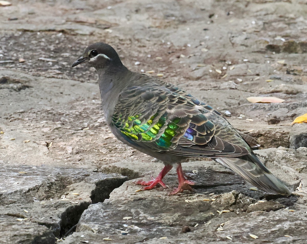 Common Bronzewing - ML633839802