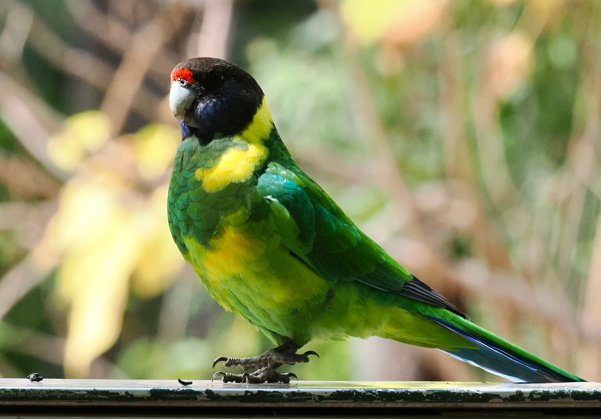Australian Ringneck (Twenty-eight) - ML633839807