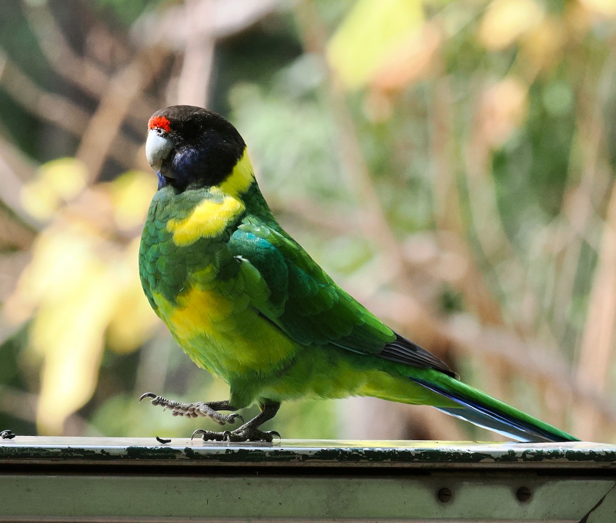 Australian Ringneck (Twenty-eight) - ML633839808