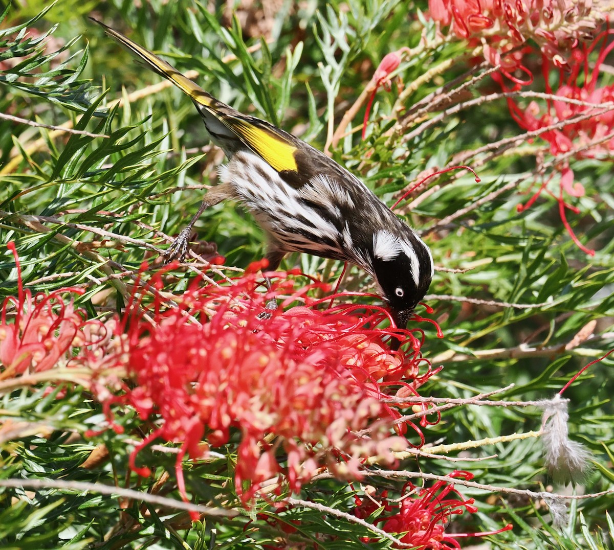 New Holland Honeyeater - ML633839812