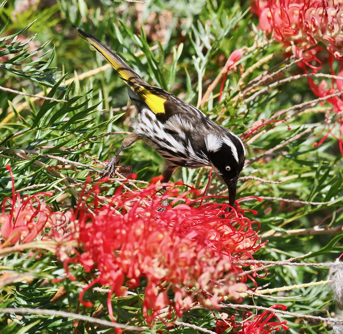 New Holland Honeyeater - ML633839813
