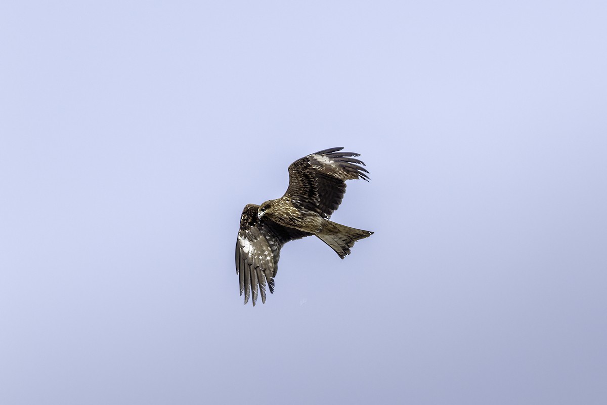 Black Kite - ML633839907