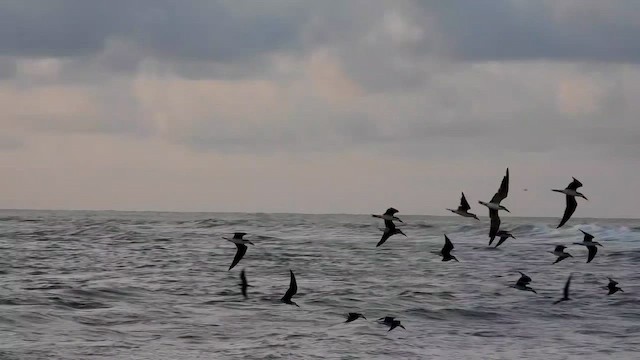 アフリカハサミアジサシ - ML633839908