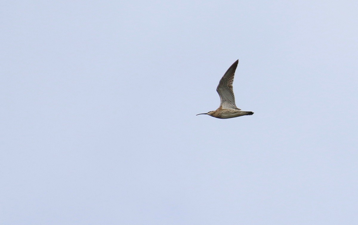 Whimbrel - Kari Varpenius