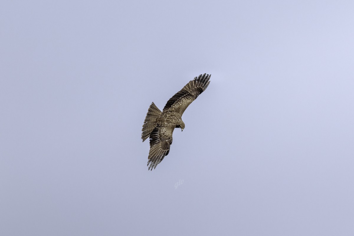 Black Kite - ML633839916