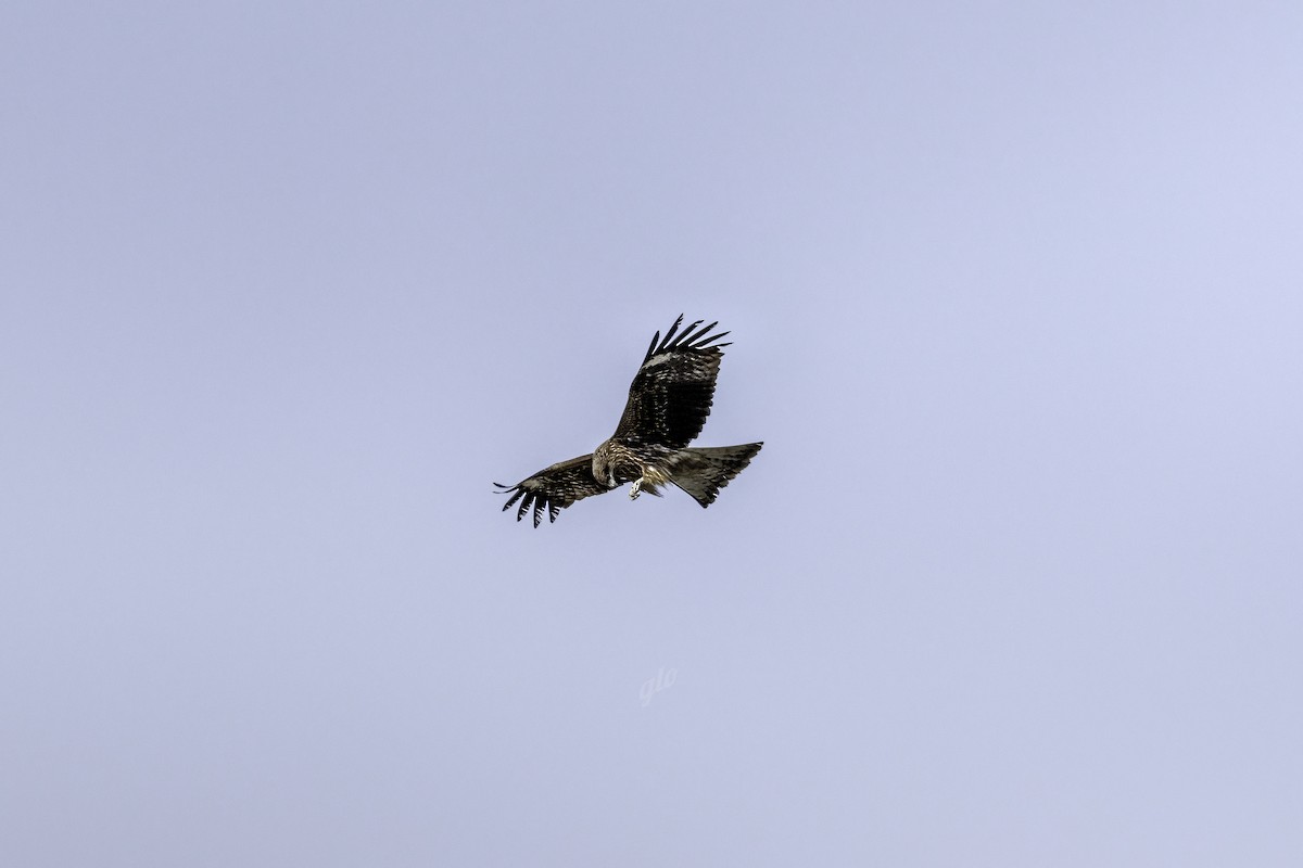 Black Kite - ML633839929