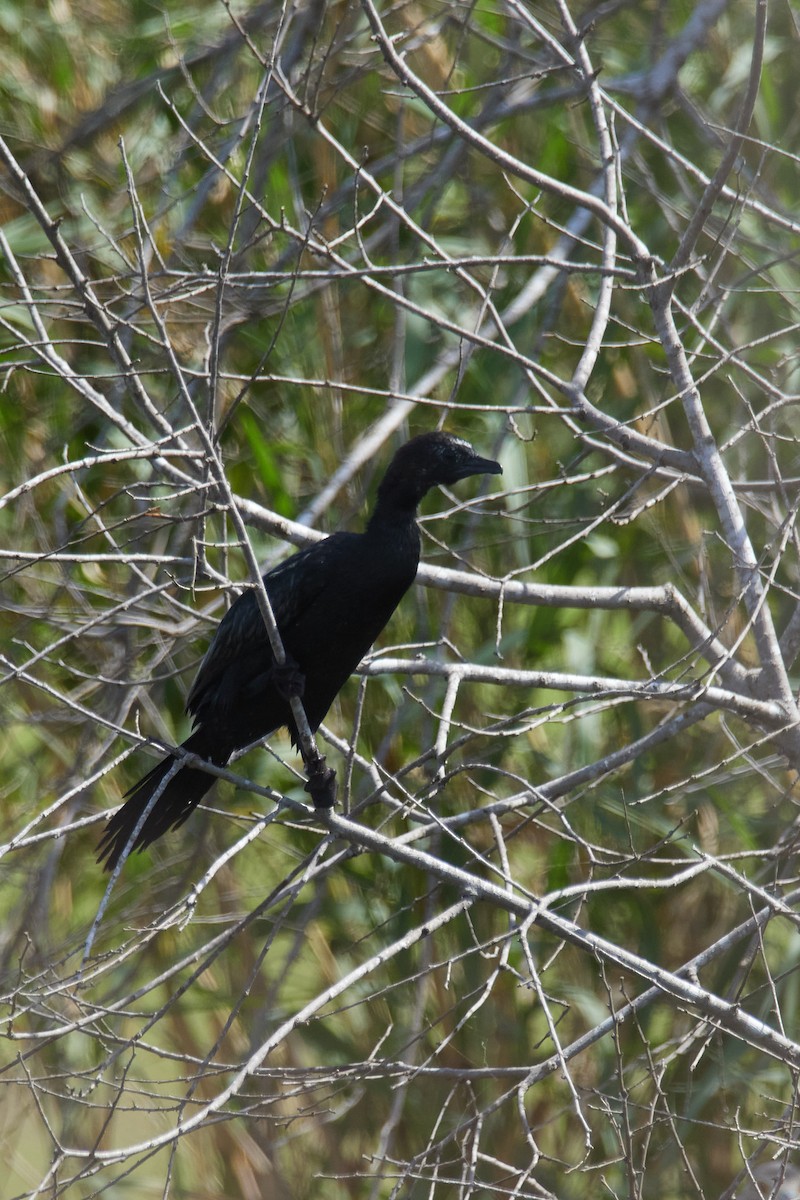 コビトウ - ML633839949