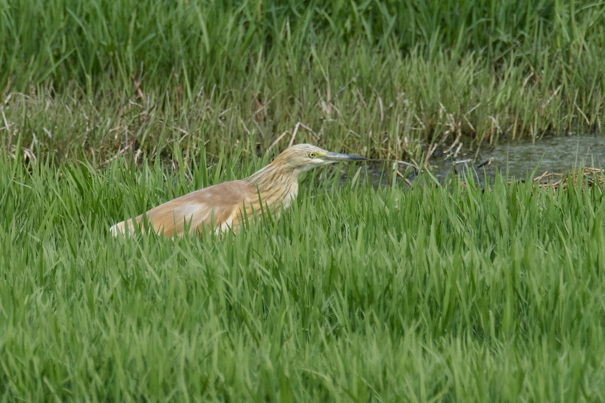 カンムリサギ - ML633839952