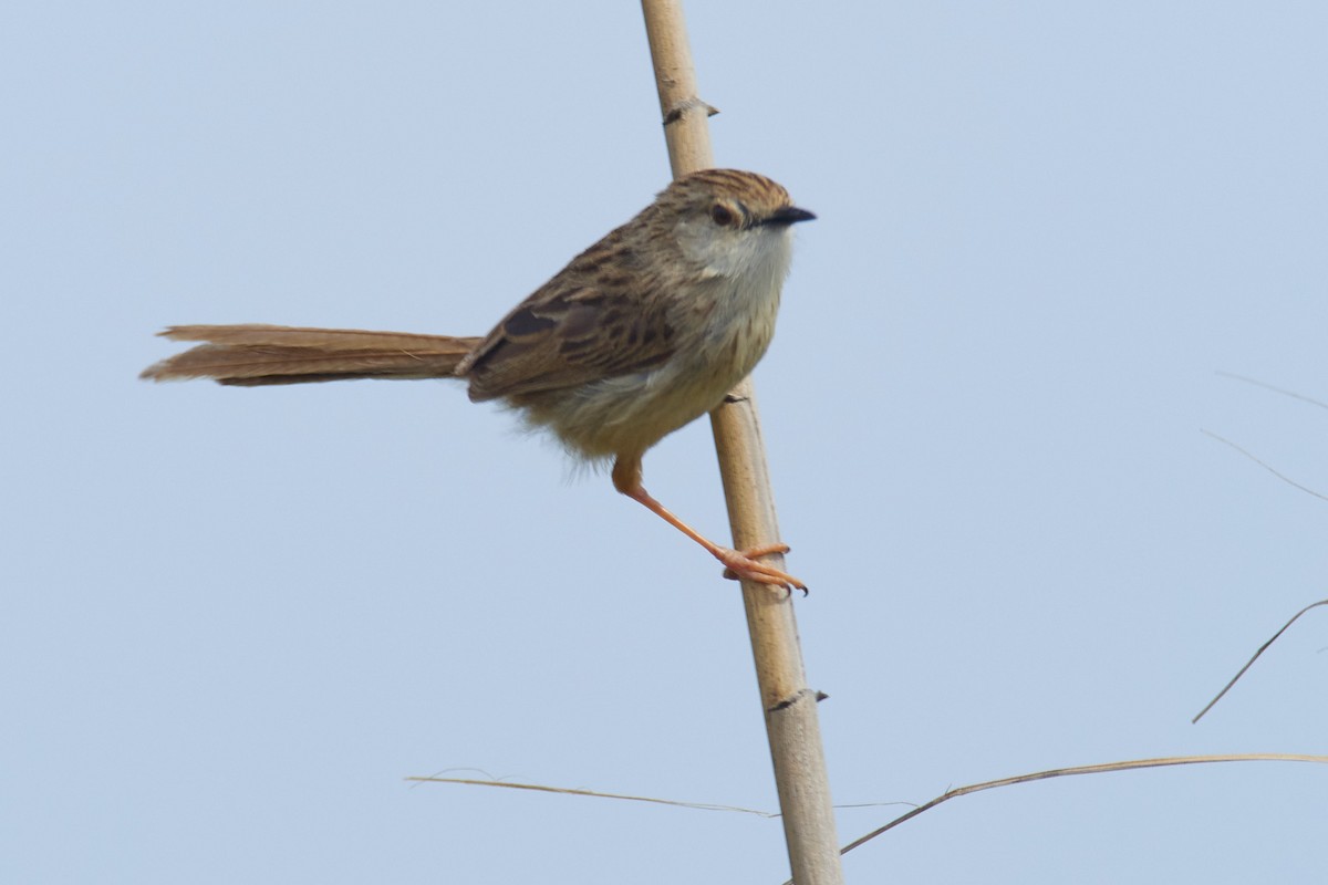 Delicate Prinia - ML633839974