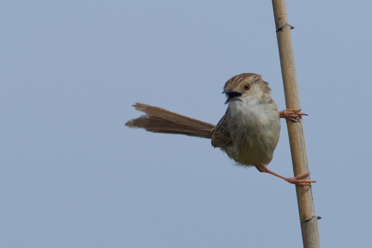 Delicate Prinia - ML633839975