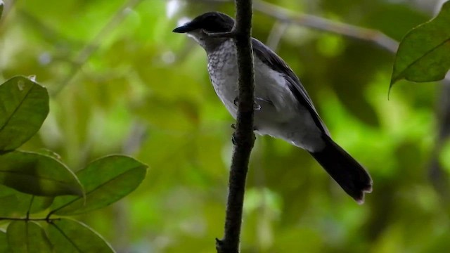 African Forest-Flycatcher - ML633840027