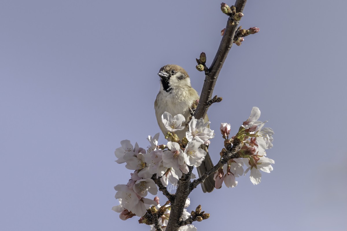 Eurasian Tree Sparrow - ML633840035